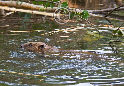 European Beaver DM0276